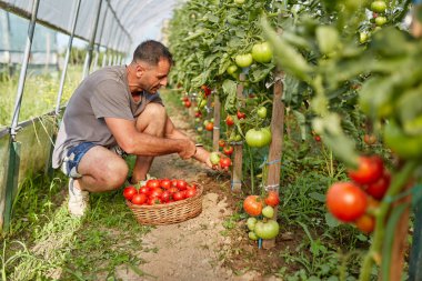 Çiftçi bir sepet içinde domates toplama, hothouse bahçesinde
