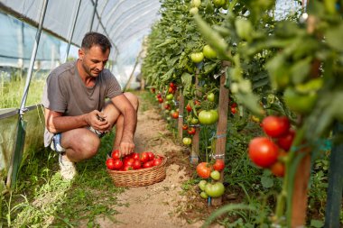 Çiftçi bir sepet içinde domates toplama, hothouse bahçesinde
