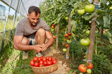 Çiftçi bir sepet içinde domates toplama, hothouse bahçesinde