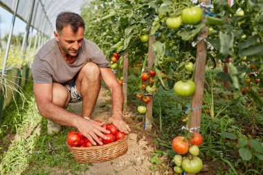 Çiftçi bir sepet içinde domates toplama, hothouse bahçesinde