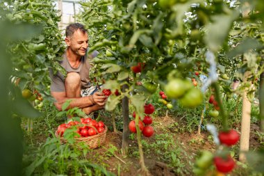 Çiftçi bir sepet içinde domates toplama, hothouse bahçesinde