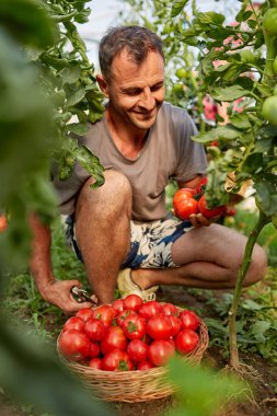 Çiftçi bir sepet içinde domates toplama, hothouse bahçesinde