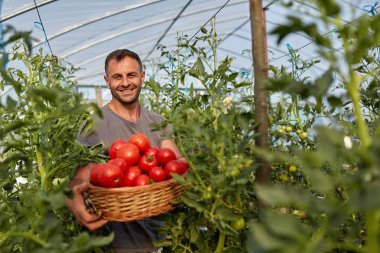 Çiftçi bir sepet içinde domates toplama, hothouse bahçesinde