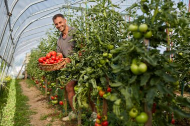 Çiftçi bir sepet içinde domates toplama, hothouse bahçesinde