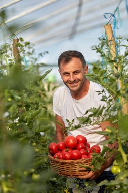Çiftçi bir sepet içinde domates toplama, hothouse bahçesinde