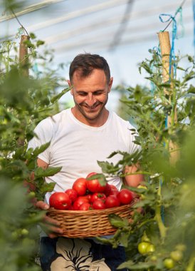 Çiftçi bir sepet içinde domates toplama, hothouse bahçesinde
