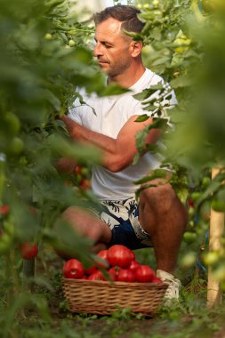 Çiftçi bir sepet içinde domates toplama, hothouse bahçesinde