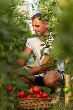 Çiftçi bir sepet içinde domates toplama, hothouse bahçesinde