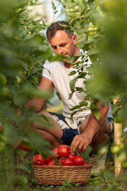 Çiftçi bir sepet içinde domates toplama, hothouse bahçesinde