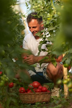 Çiftçi bir sepet içinde domates toplama, hothouse bahçesinde