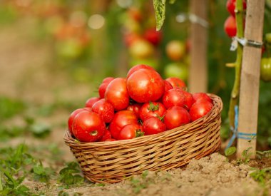 Sarmaşıklar bir sera bahçe domates olgunlaşma Homegrown