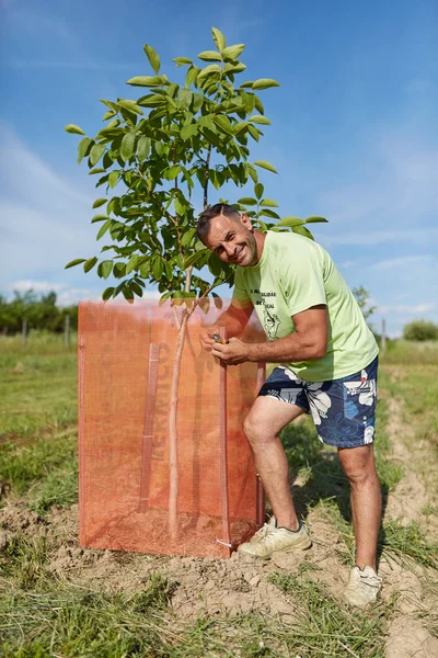 Agricultor Construção Cercos Malha Para Proteger Suas Árvores Nogueira Animais — Fotografia de Stock