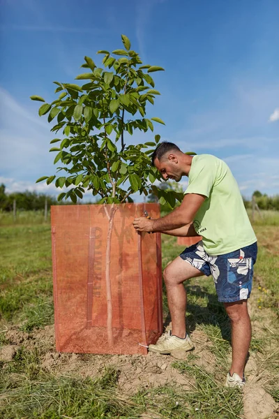 Boer Gebouw Mesh Behuizingen Voor Bescherming Van Zijn Walnoot Bomen — Stockfoto