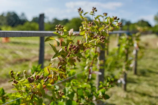 Moras Inmaduras Cultivadas Jardín Durante Día —  Fotos de Stock