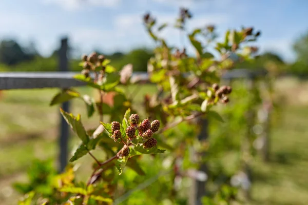 白天在花园里栽培未成熟的黑莓 — 图库照片