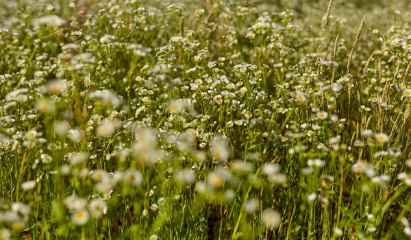 Close Van Mooie Kleine Wilde Bloemen Een Veld — Stockfoto