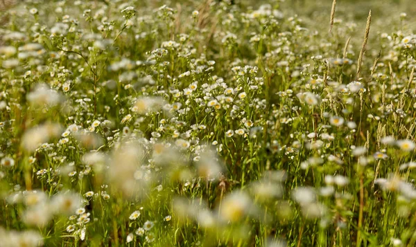 Close Van Mooie Kleine Wilde Bloemen Een Veld — Stockfoto