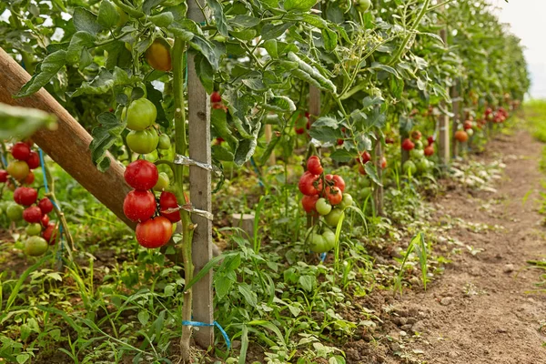 Tomates Maduros Caseiros Videiras Jardim Estufa — Fotografia de Stock