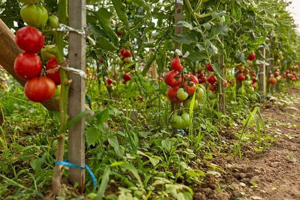 Homegrown Ωρίμανσης Ντομάτες Αμπέλια Έναν Κήπο Θερμοκηπίου — Φωτογραφία Αρχείου