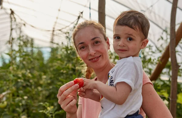 Campesina Con Hijo Pequeño Recogiendo Tomates Del Jardín Del Invernadero — Foto de Stock