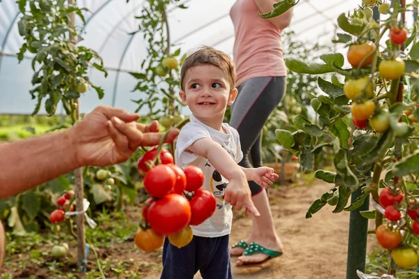 Família Agricultores Que Colhem Tomates Jardim Estufa — Fotografia de Stock
