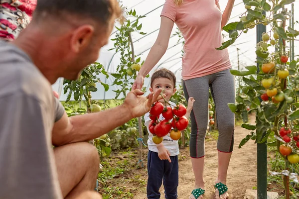 Bauernfamilie Pflückt Tomaten Treibhausgarten — Stockfoto