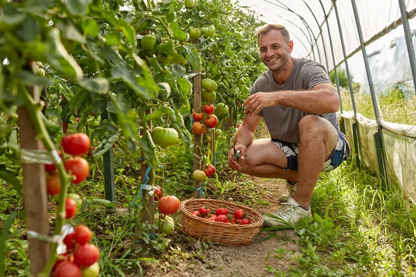 Agricultor Recogiendo Tomates Una Canasta Jardín Del Invernadero —  Fotos de Stock