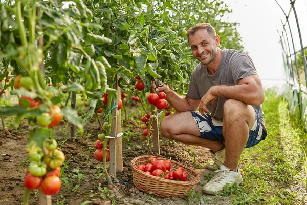 Agricultor Pegando Tomates Uma Cesta Jardim Estufa — Fotografia de Stock