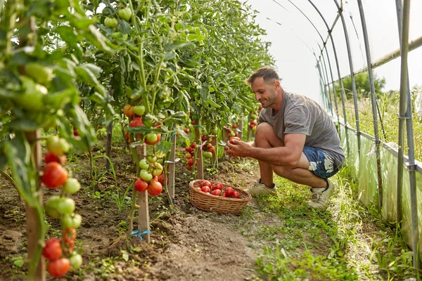 Agricultor Pegando Tomates Uma Cesta Jardim Estufa — Fotografia de Stock