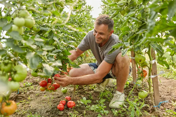 Agricultor Recogiendo Tomates Una Canasta Jardín Del Invernadero — Foto de Stock