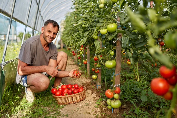 Farmer Szedés Paradicsom Kosárban Melegház Kertben — Stock Fotó