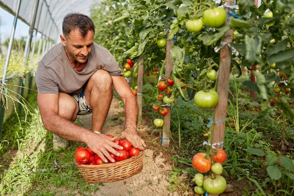 Agricultor Pegando Tomates Uma Cesta Jardim Estufa — Fotografia de Stock