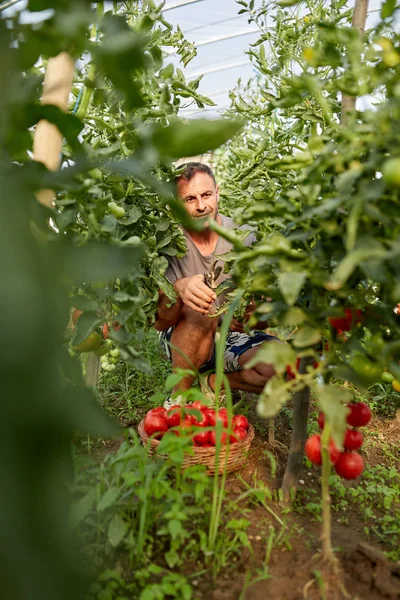 Agricultor Recogiendo Tomates Una Canasta Jardín Del Invernadero — Foto de Stock