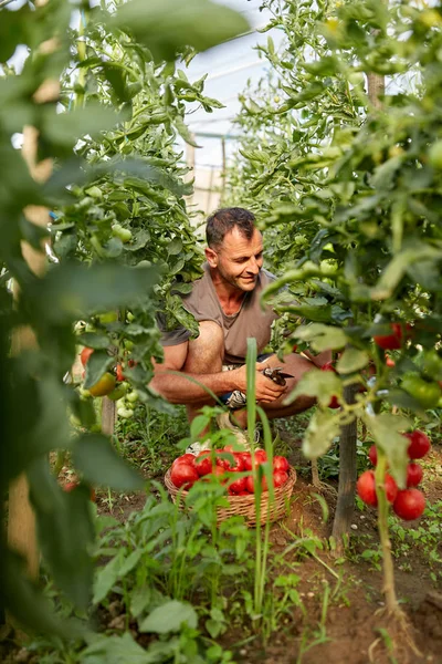 Contadino Raccogliere Pomodori Cesto Nel Giardino Serra — Foto Stock