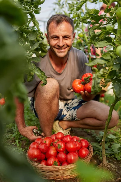 Agricultor Recogiendo Tomates Una Canasta Jardín Del Invernadero —  Fotos de Stock