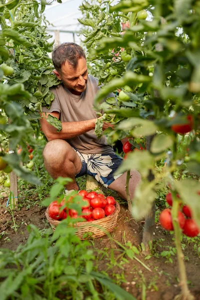 Farmer Plocka Tomater Korg Drivhus Garden — Stockfoto