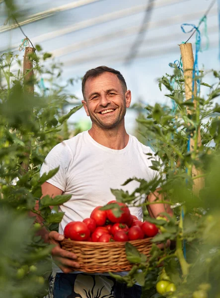 農家は ホットハウスの庭で バスケットでトマトを摘む — ストック写真