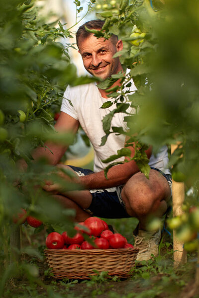 Farmer picking tomatoes in a basket, in the hothouse garden