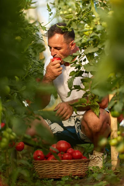 Agricultor Recogiendo Tomates Una Canasta Jardín Del Invernadero — Foto de Stock