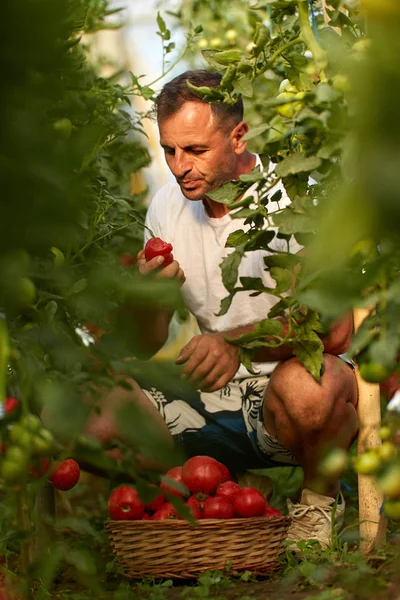 Farmer Szedés Paradicsom Kosárban Melegház Kertben — Stock Fotó