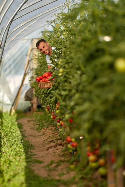 Farmer picking tomatoes in a basket, in the hothouse garden