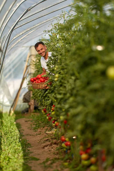 Boer Pluk Tomaten Een Mandje Tuin Van Hothouse — Stockfoto