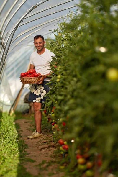 Farmer Szedés Paradicsom Kosárban Melegház Kertben — Stock Fotó