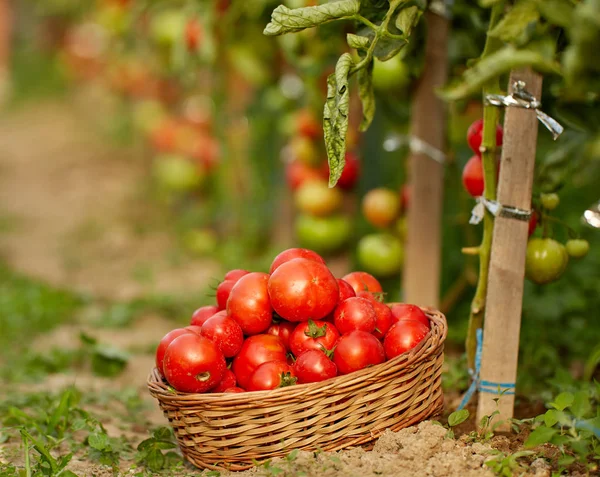 Tomates Maduros Cosecha Propia Vides Jardín Invernadero — Foto de Stock