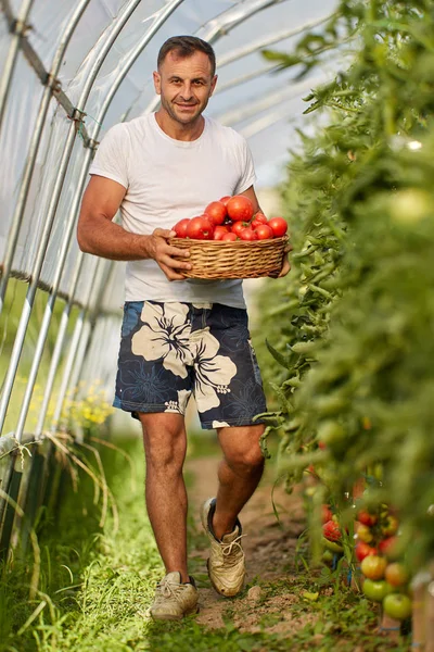 Αγρότης Που Μαζεύει Ντομάτες Ένα Καλάθι Στον Κήπο Του Κήπου — Φωτογραφία Αρχείου