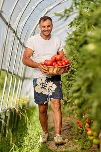 Rolnik Zbierając Pomidory Koszyku Ogrodzie Szklarnia — Zdjęcie stockowe