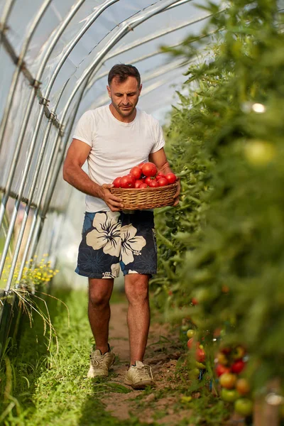 Rolnik Zbierając Pomidory Koszyku Ogrodzie Szklarnia — Zdjęcie stockowe