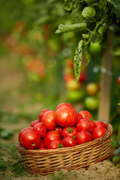 Homegrown Ωρίμανσης Ντομάτες Αμπέλια Έναν Κήπο Θερμοκηπίου — Φωτογραφία Αρχείου
