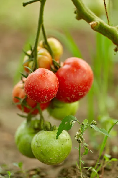 Homegrown Mognar Tomater Vinrankor Växthus Trädgård — Stockfoto