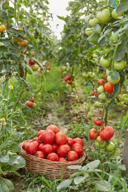 Serada bir sepet içinde taze topalmış domates
